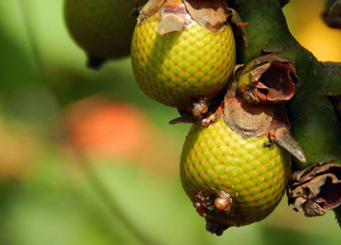 Buriti Fruit