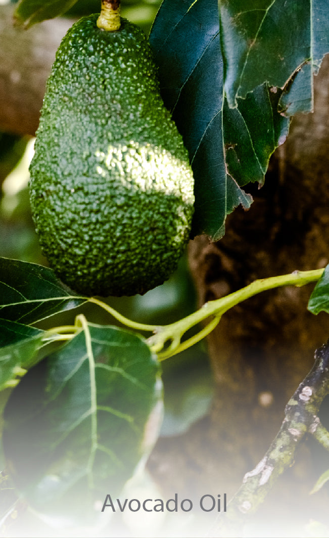  Avocado Oil