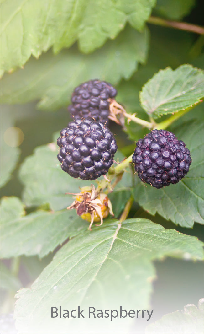 Black Raspberry