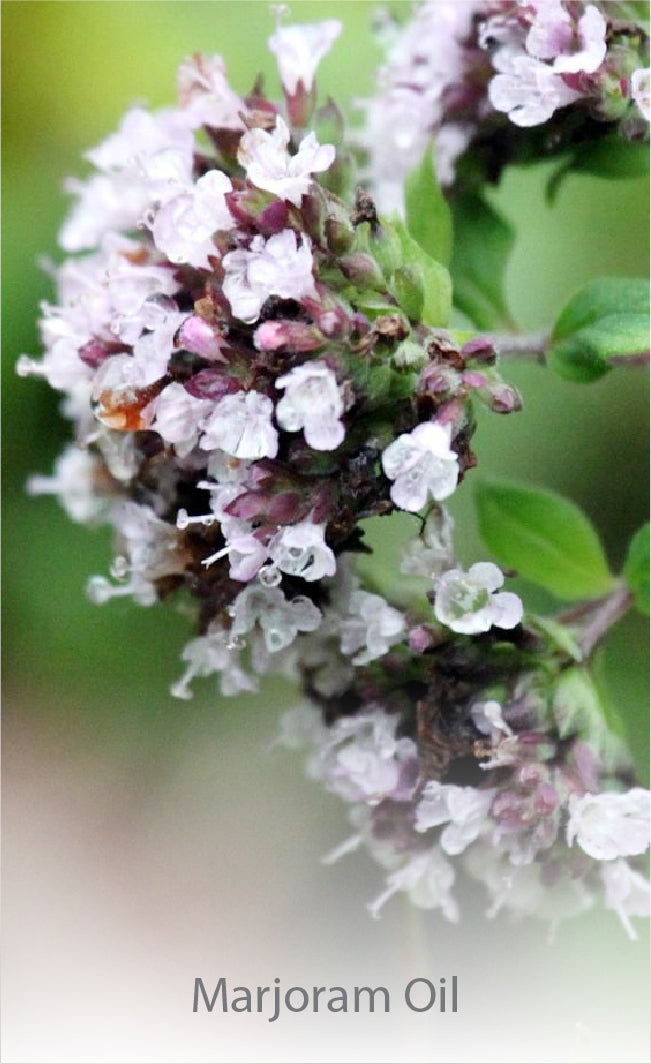 Marjoram Oil