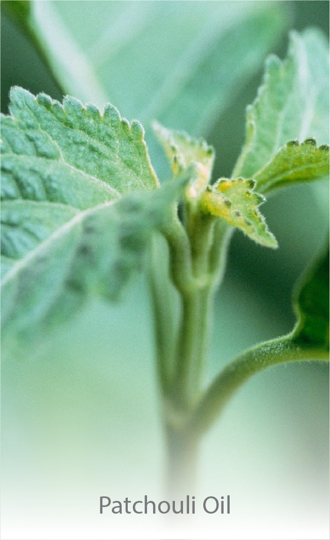 Patchouli Oil