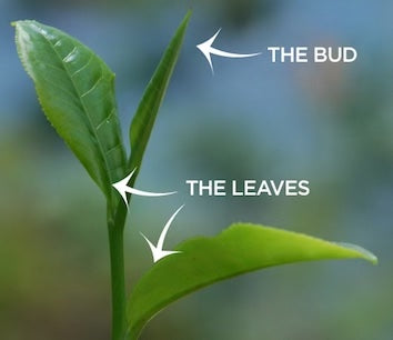 the two leaves and a bud of Camilla Sensis tea plant