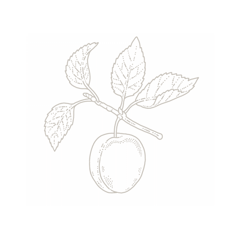 Apricot botanical illustration