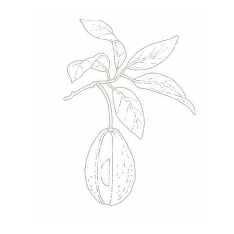 Avocado botanical illustration