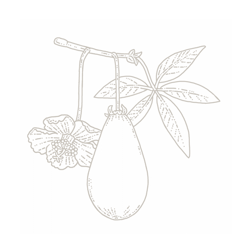 Baobab botanical illustration