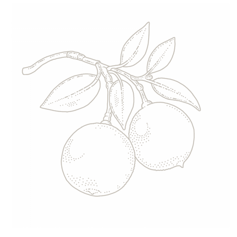 Bergamot botanical illustration