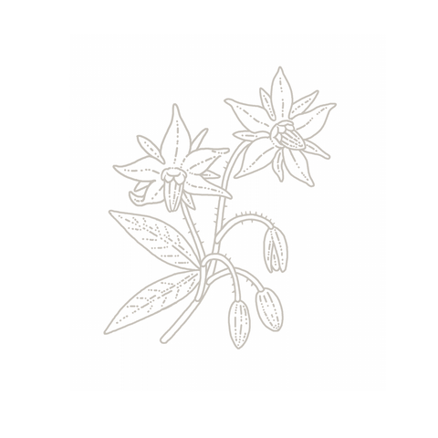 Borage botanical illustration