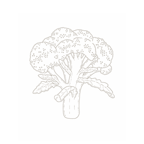 Broccoli botanical illustration