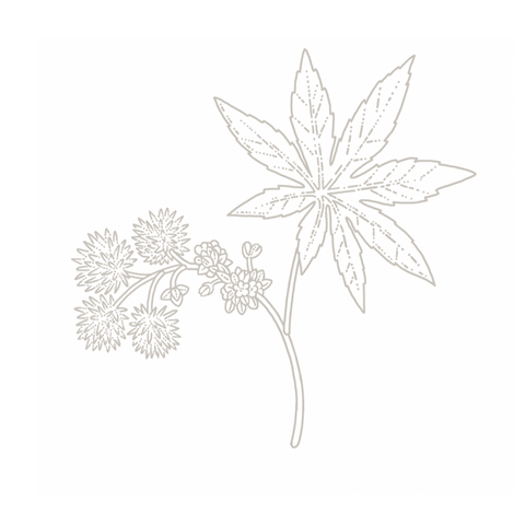 Castor botanical illustration