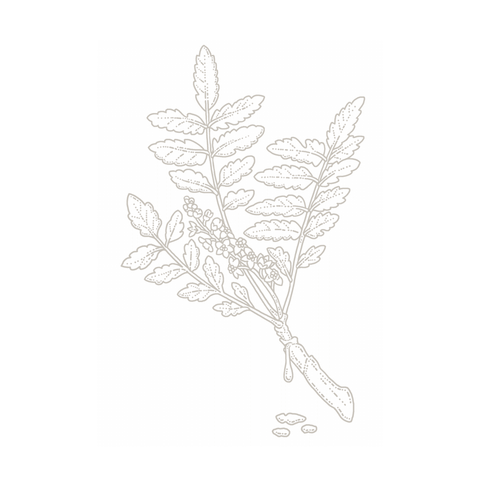 Frankincence botanical illustration