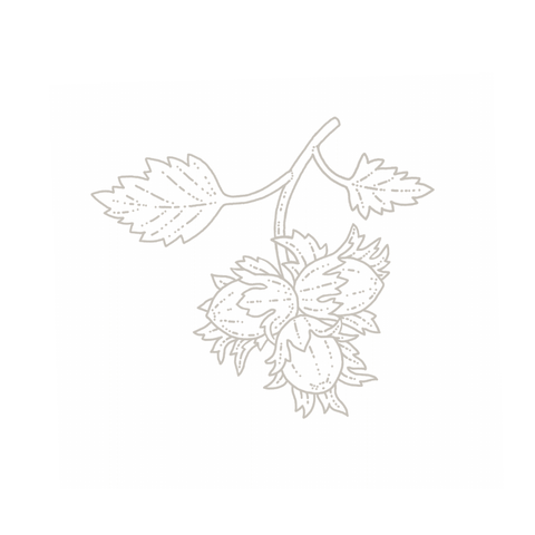 Hazelnut botanical illustration