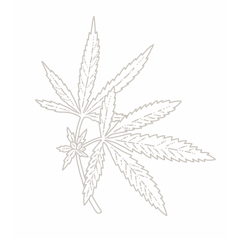 Hemp botanical illustration