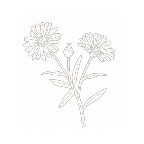 Marigold botanical illustration