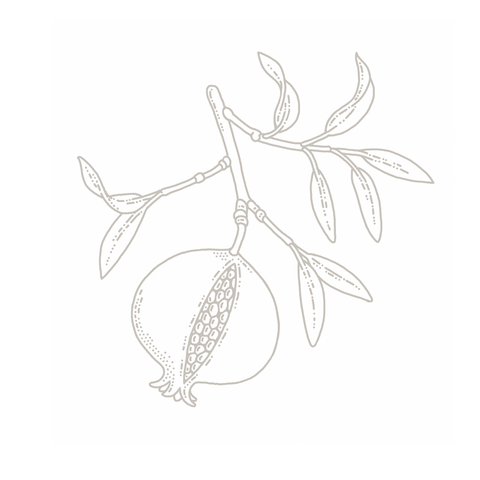 Pomegranate botanical illustration
