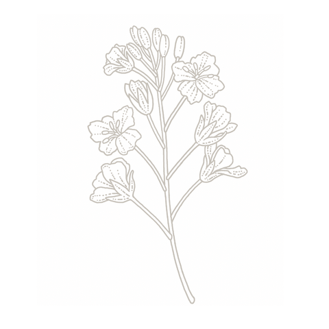 Rapeseed flower botanical illustration