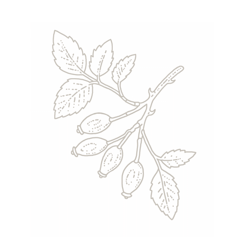 Rosehip botanical illustration