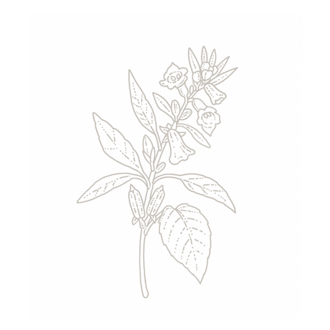 Sesame botanical illustration