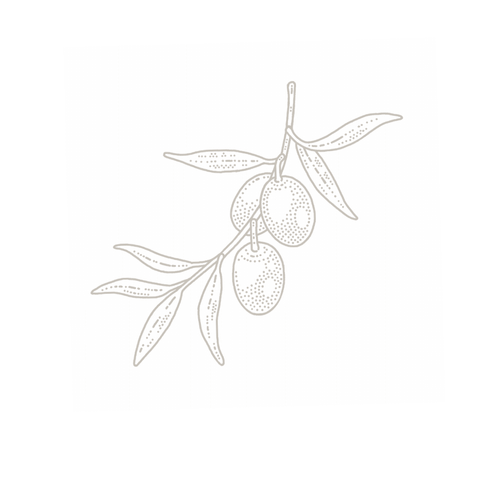 Olive botanical illustration