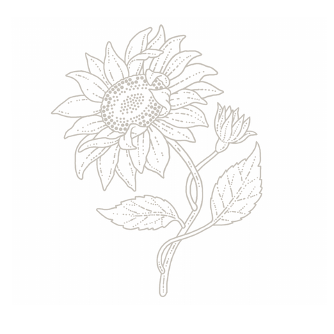 Sunflower botanical illustration