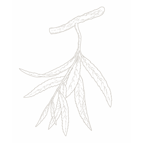 Willow bark botanical illustration