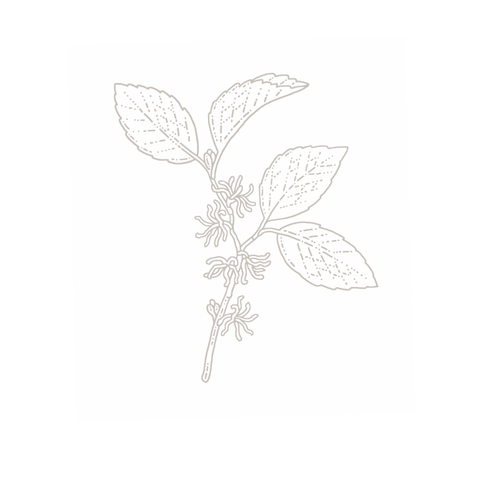 Witch hazel botanical illustration