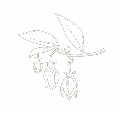 Ylang ylang botanical illustration