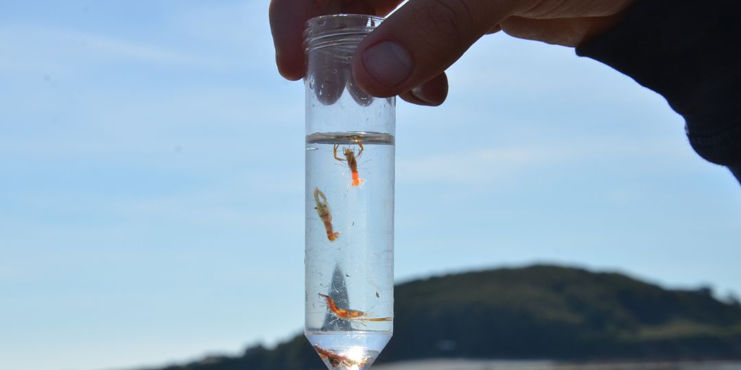 Lobster Hatchery hatchling in test tube