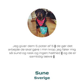 Hunden Sune fra Sverige