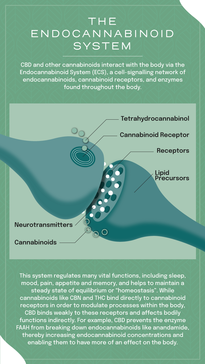 Hvordan fungerer endocannabinoide systemet?