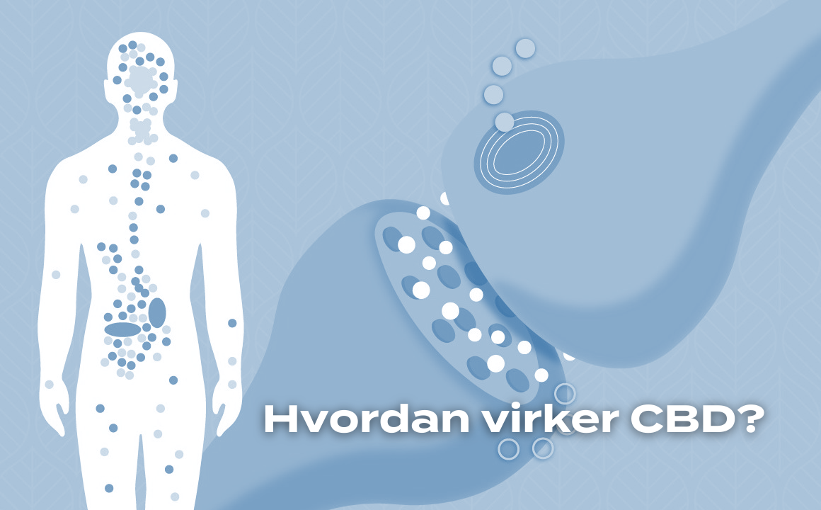 Hvordan virker CBD?