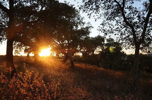 Montado Cork Oak Forest | YogurtNest