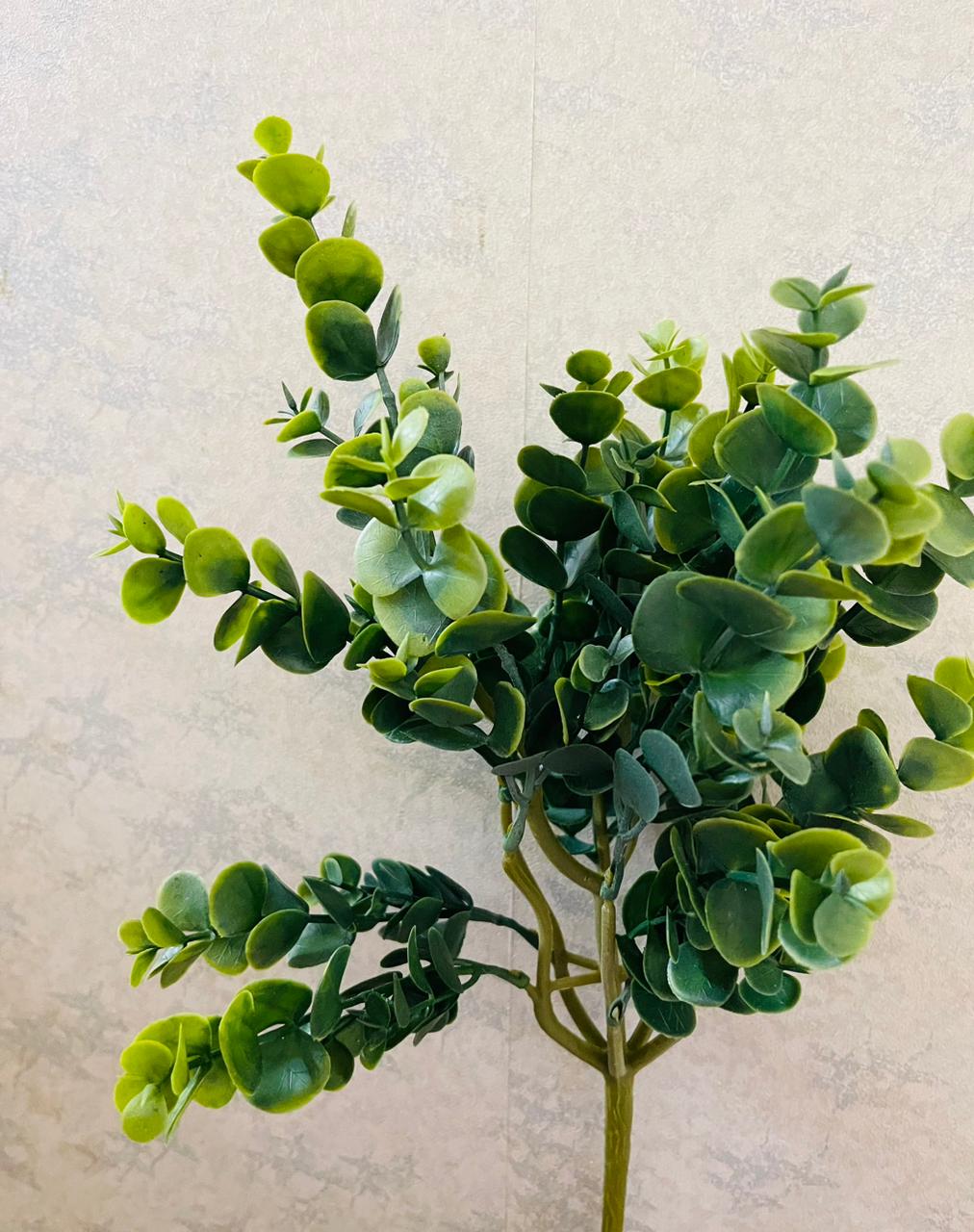 Green roundleaf bunch