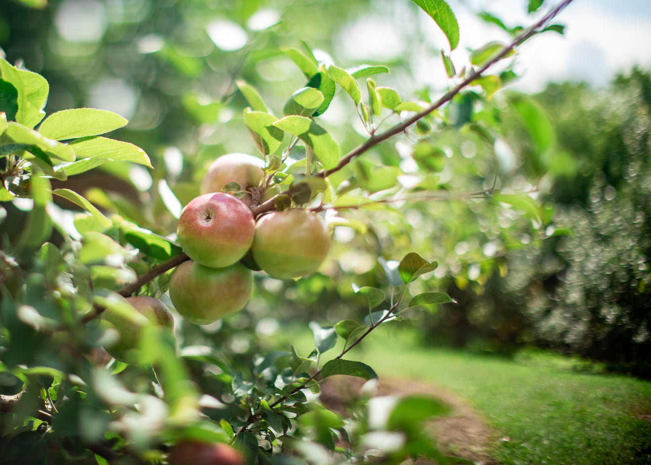 Apple Orchard