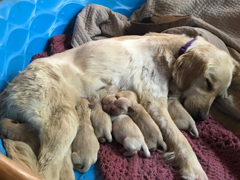 Litter of Puppies with Mom photo by Beth Millner Jewelry Ambassador Kate 
