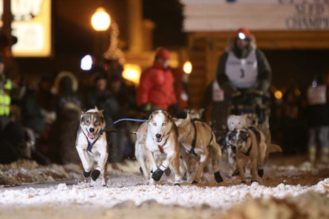 Sled Dogs, Valentine