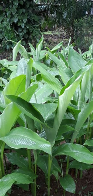 Mangaal Harvest Turmeric Leaves