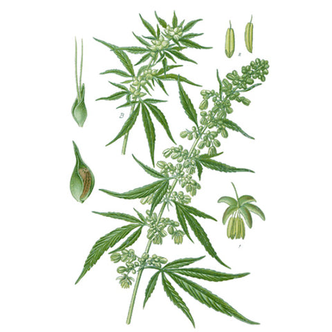 Ingredient Hempseed