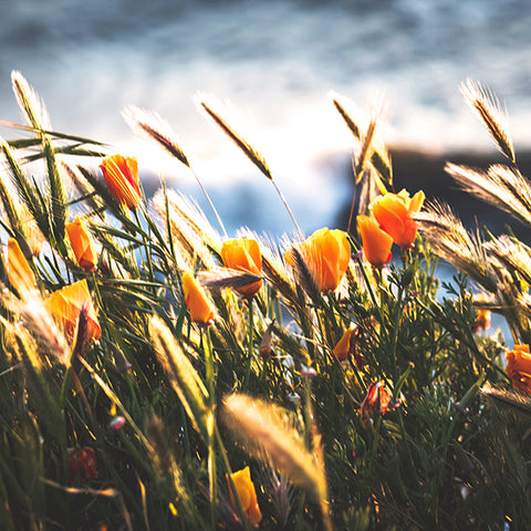 Golden poppies blowing in the wind in front of the ocean.