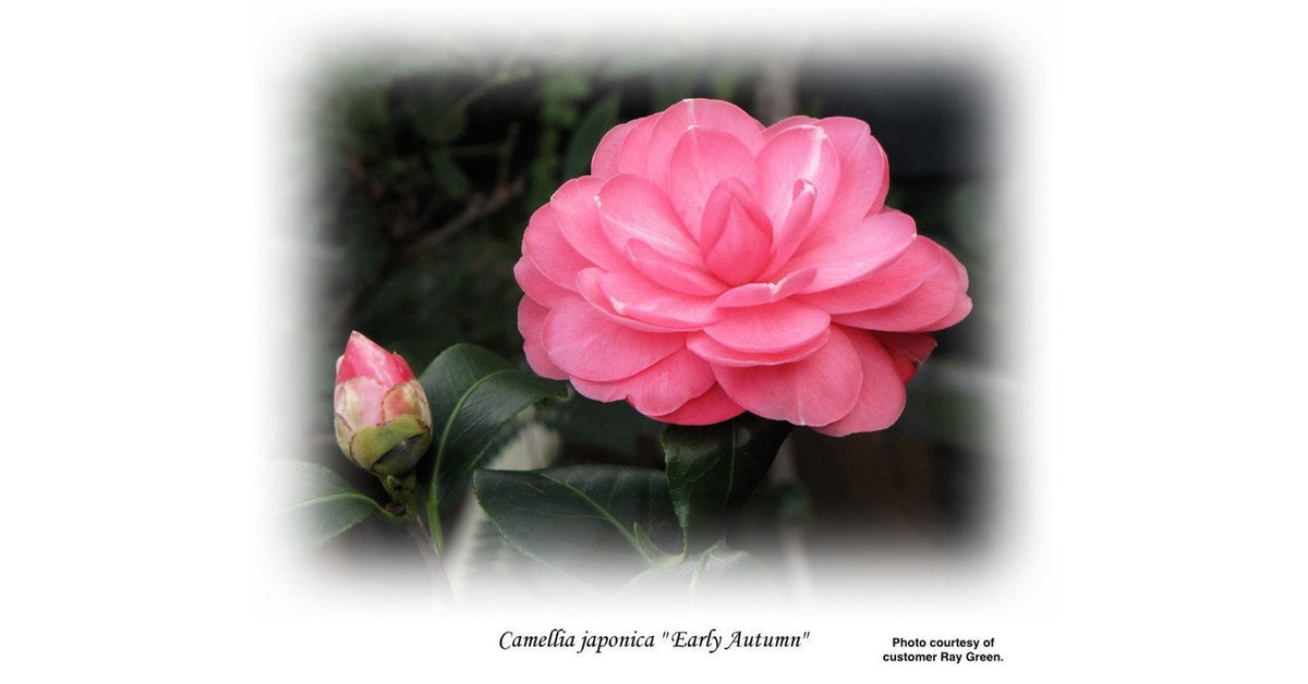 Old South Camellias