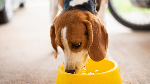 dogs reverse osmosis water
