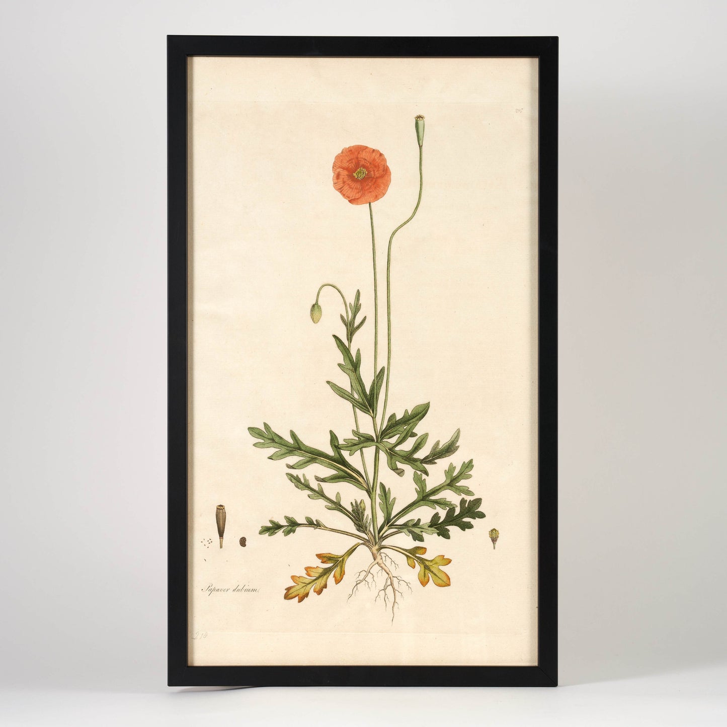 Set of 4 Botanical Prints - Framed – Pentreath & Hall
