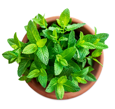 picture of peppermint plant - the main ingredient in Fireworks clitoral stimulation gel