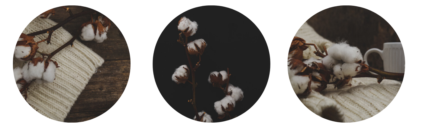 composizione di immagini in stile real-cotton-plant-gloomy-boho