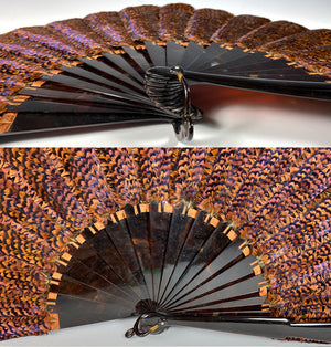 RARE Museum Fan, Antique French Tortoise Shell Monture, Lush Iridescent Ring Neck Pheasant Feather