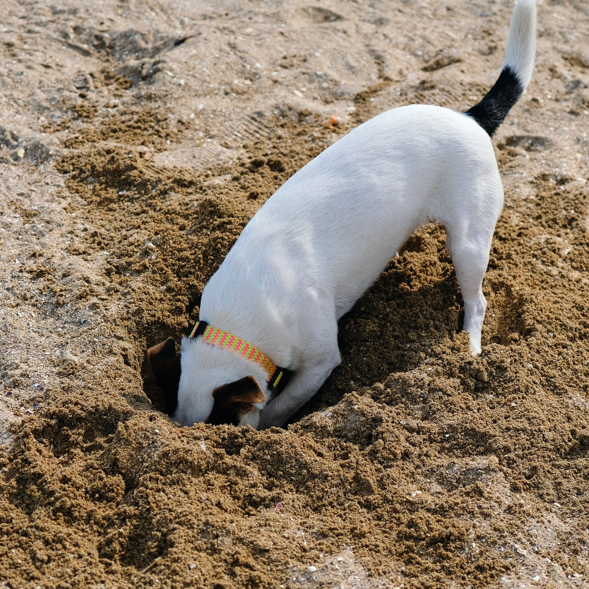 Jack Russell digging a hole in sand