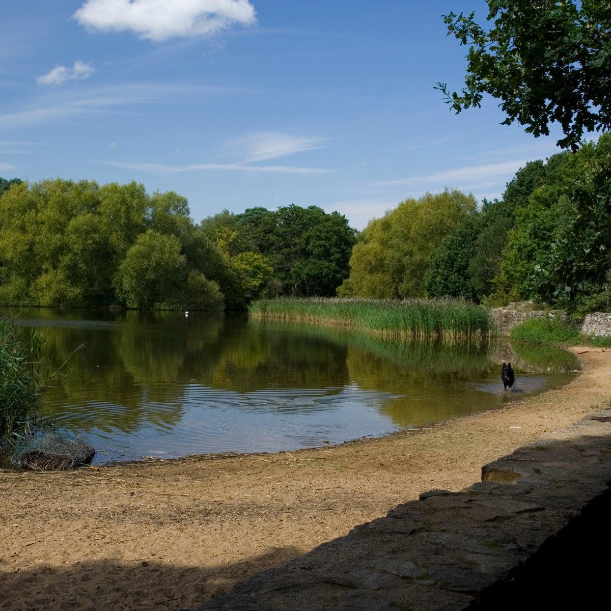 The waterside at Frensham Little Pond, near Farnham