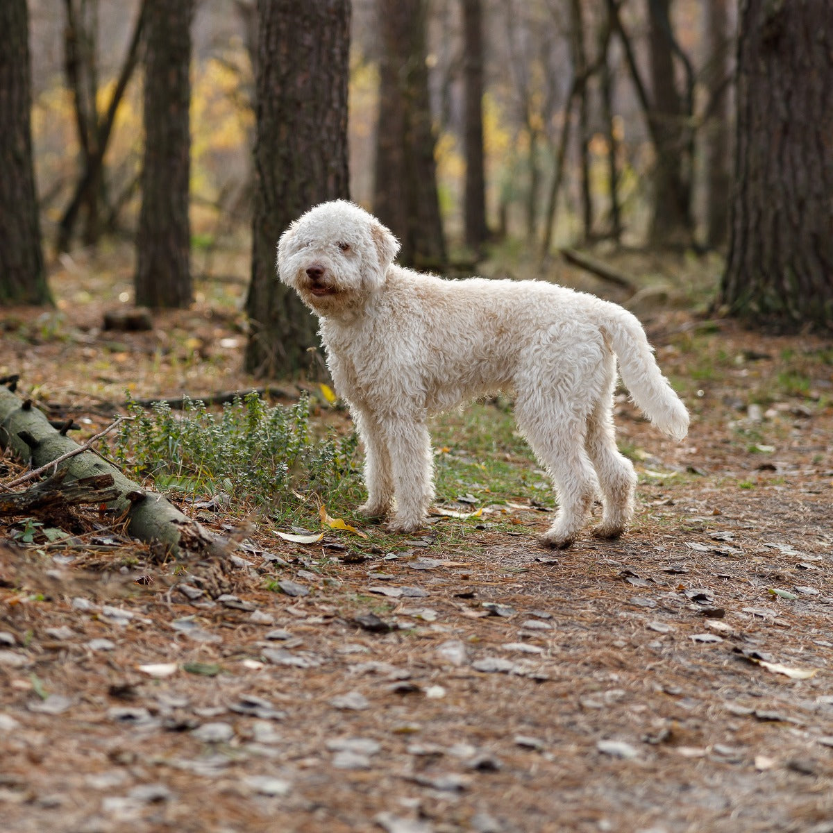 Lagotto Romagnolo in the woods