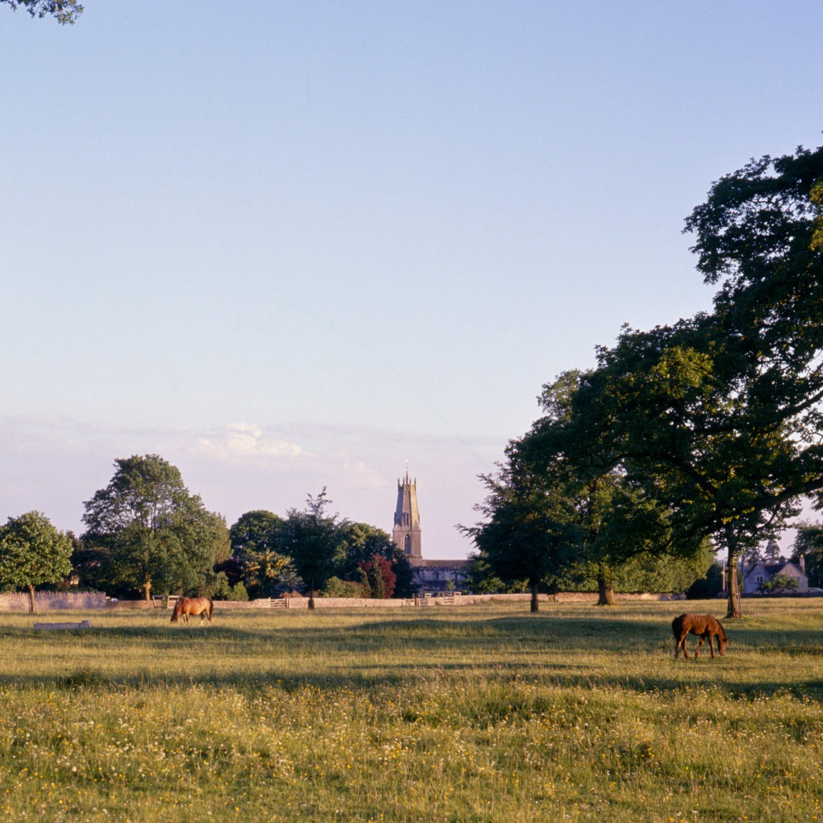 Horses grazing on Minchinhampton Common