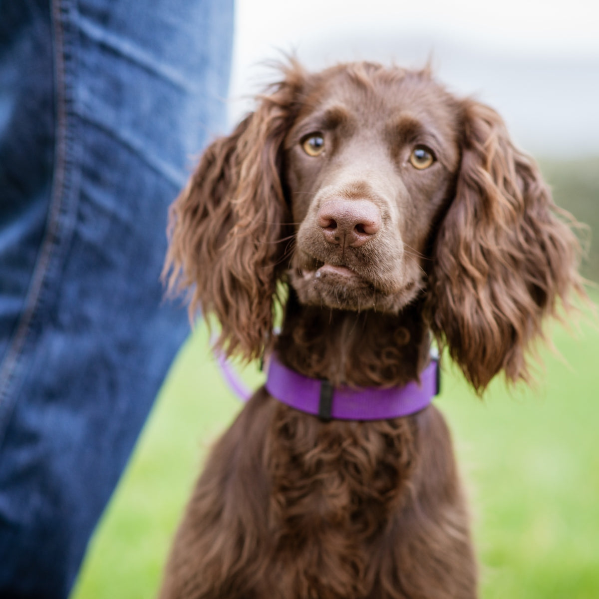 Brain Training for dogs