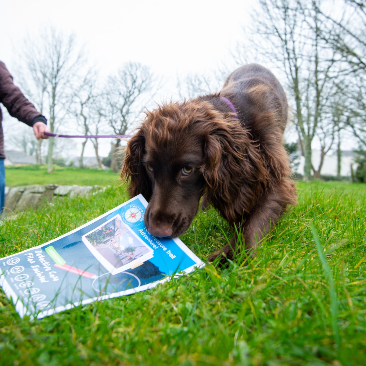 Don't let your dog run off with the Trail